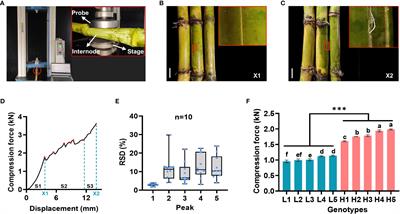 A high-throughput phenotyping assay for precisely determining stalk crushing strength in large-scale sugarcane germplasm